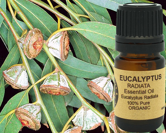 Eukalyptus eterisk olja (Radiata) Ekologisk 15ml